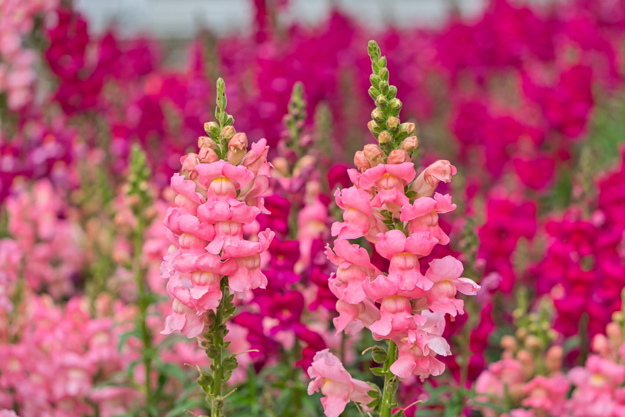  Pink snapdragons. 